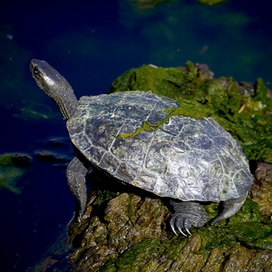 Tortue sur un rocher au bord de l'eau - Turquie  - collection de photos clin d'oeil, catégorie animaux